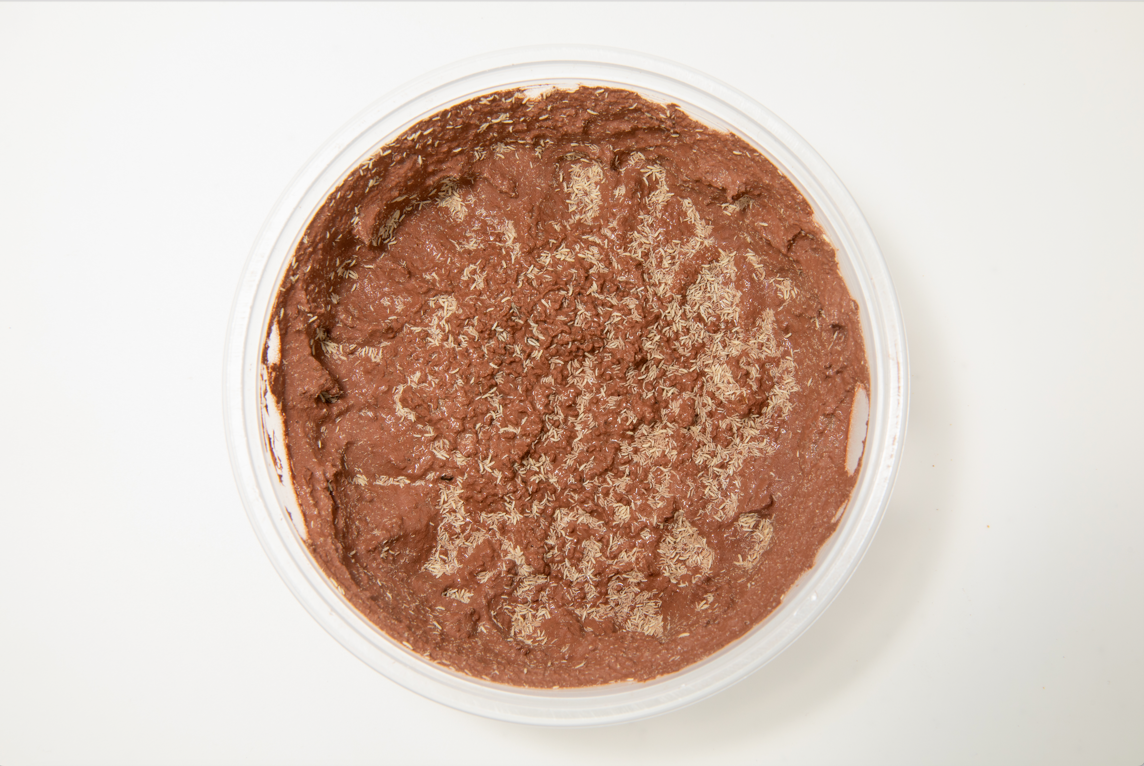 Springtails on Clay Substrate