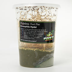 Collection image for: Flightless Fruit Flies & Supplies