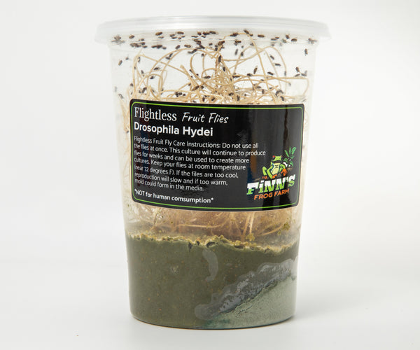 Flightless Fruit Flies & Supplies – Finn's Frog Farm
