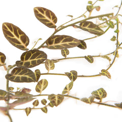 Collection image for: Plants