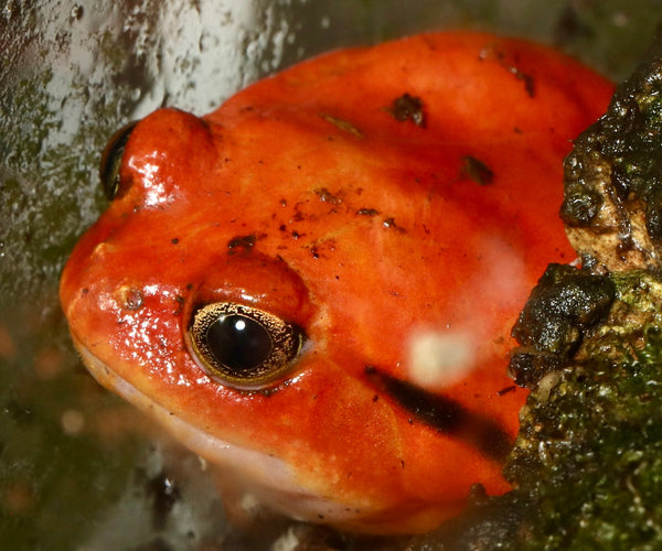 Other Frogs – Finn's Frog Farm