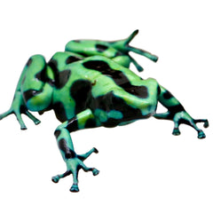 Collection image for: Dart Frogs