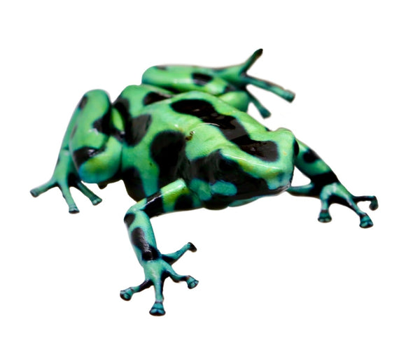 Dart Frogs – Finn's Frog Farm