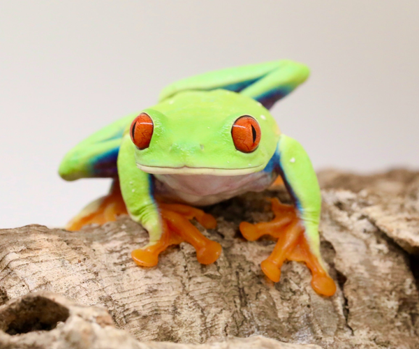 Tree Frogs – Finn's Frog Farm