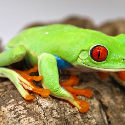 Red Eyed Tree Frog image 1