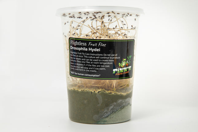 Drosophila Hydei Fruit Flies image 0