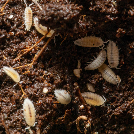 Trichorhina tomentosa “Dwarf White” Isopods image 3
