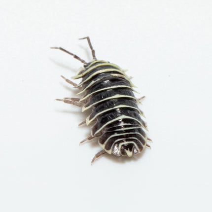 Armadillidium maculatum "Zebra" Isopods image 1