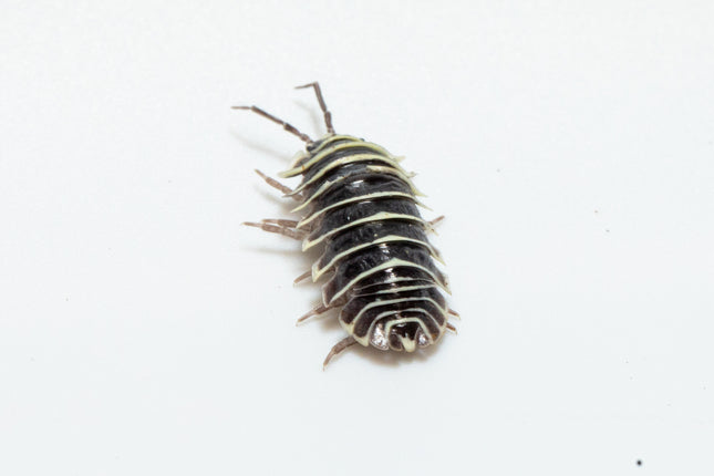 Armadillidium maculatum "Zebra" Isopods image 1