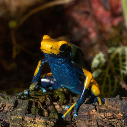 Dendrobates Tinctorius Tumucumaque Peacock image 1