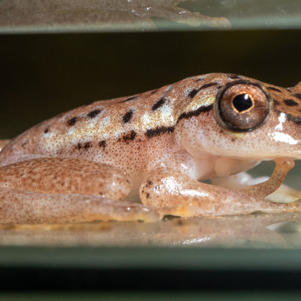 Blue Back Reed Frog image 1
