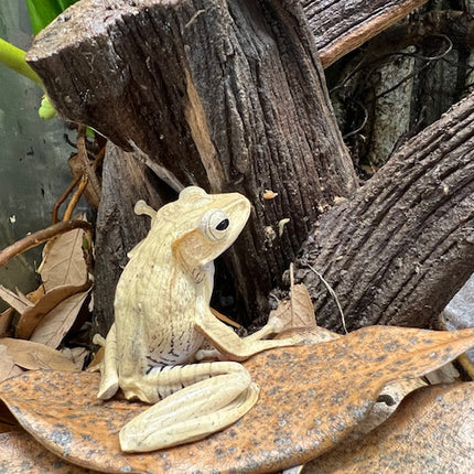 Borneo Eared Tree Frogs image 2