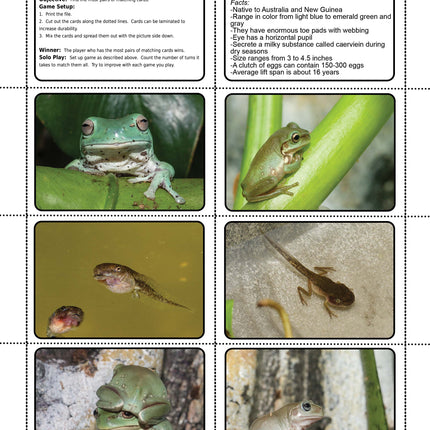 Australian Whites Tree Frog Matching Game image 0