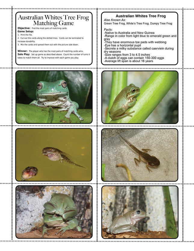 Australian Whites Tree Frog Matching Game image 0