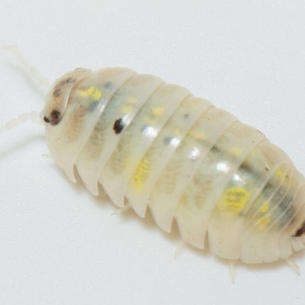 Armadillidium vulgare "Magic potion" image 4