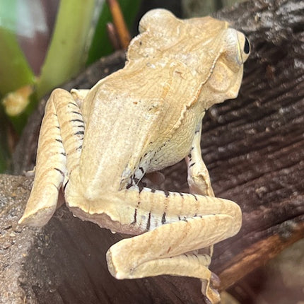Borneo Eared Tree Frogs image 1