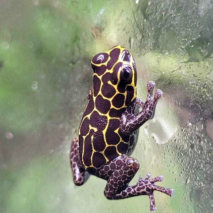 Ranitomeya imitator 'Tarapoto' image 0