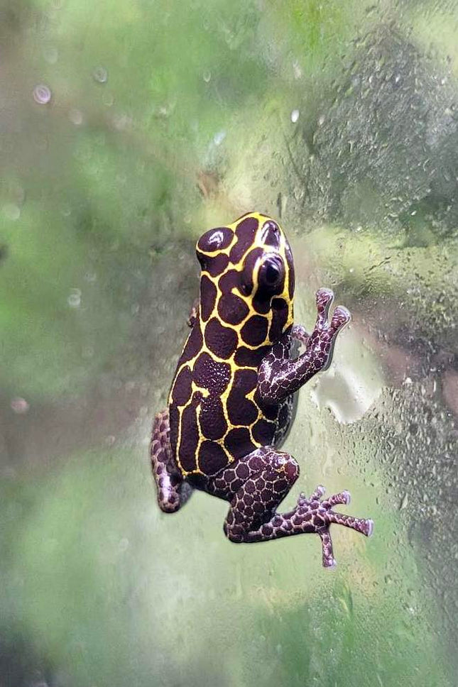 Ranitomeya imitator 'Tarapoto' image 0