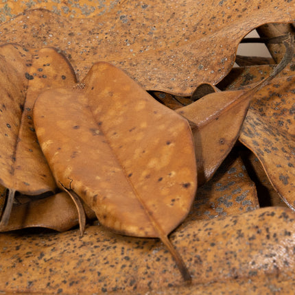 Magnolia Leaf Litter image 3