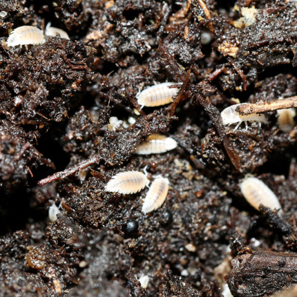 Trichorhina tomentosa “Dwarf White” Isopods image 1
