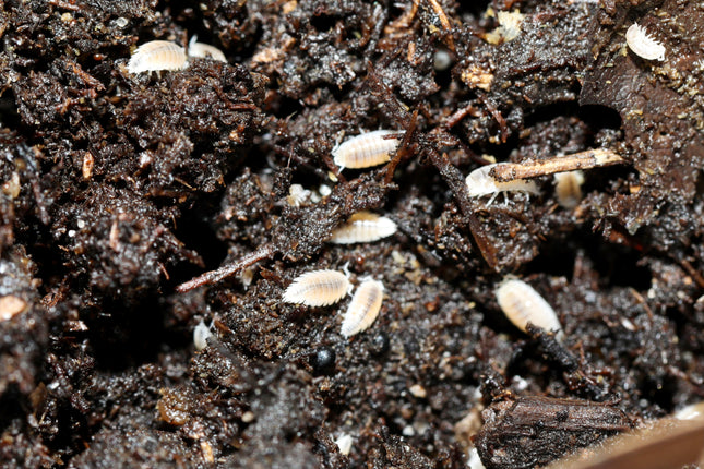 Trichorhina tomentosa “Dwarf White” Isopods image 1