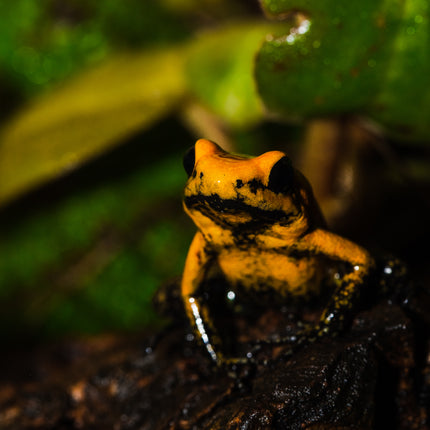 Phyllobates Terribilis 'Orange Black Foot' image 0