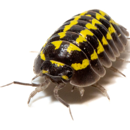 Armadillidium gestroi 'Gold Spot' image 0
