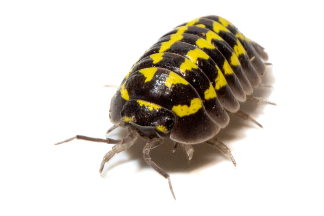 Armadillidium gestroi 'Gold Spot' image 0