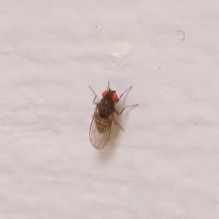 Drosophila Hydei Fruit Flies image 6