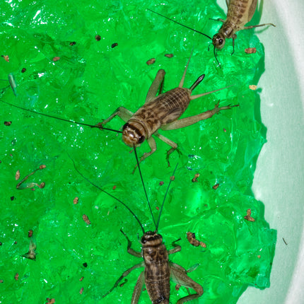Super Hydrating Bug Gel image 4