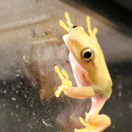 Lutino Albino Red Eye Tree Frog image 1
