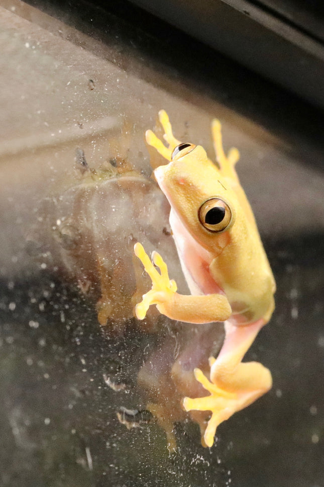 Lutino Albino Red Eye Tree Frog image 1