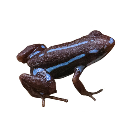 Epipedobates Anthonyi Ankas image 0