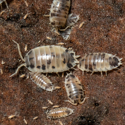 Dairy Cow Isopods image 3