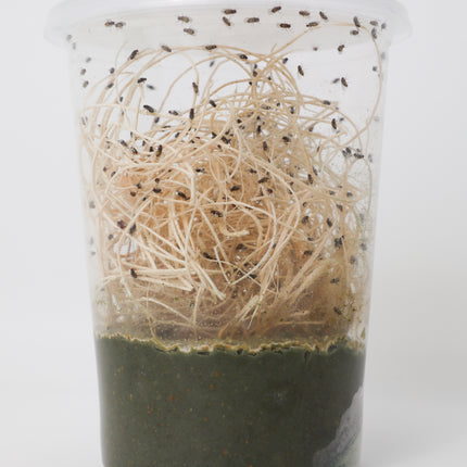 Drosophila Hydei Fruit Flies image 2