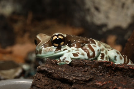 Amazon Milk Tree Frogs image 0
