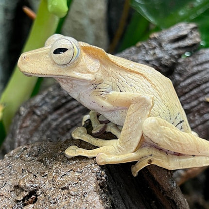 Borneo Eared Tree Frogs image 0