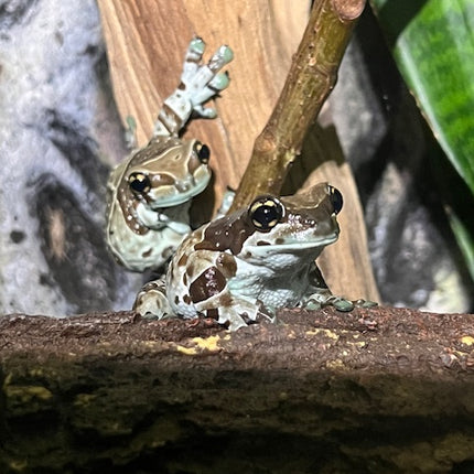 Amazon Milk Tree Frogs image 1