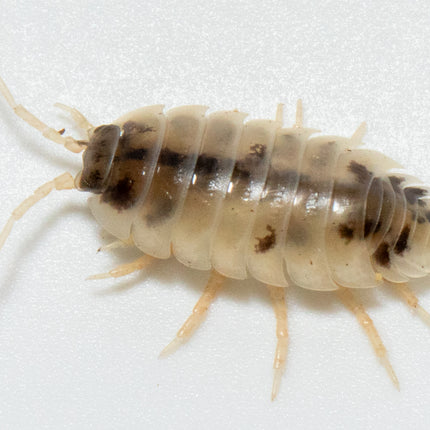 Dairy Cow Isopods image 0