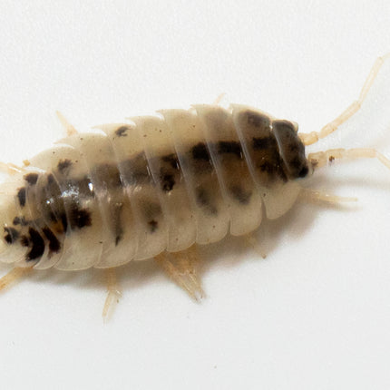 Dairy Cow Isopods image 6