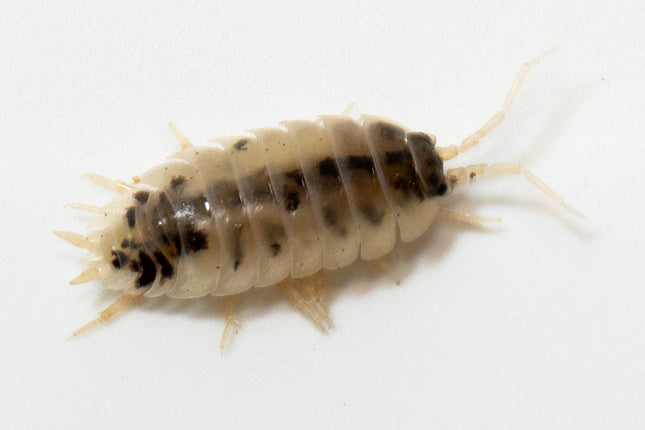 Dairy Cow Isopods image 6