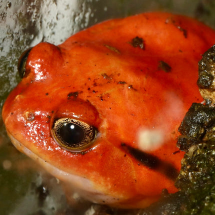 True Tomato Frog - Dysco­phus an­tongilii