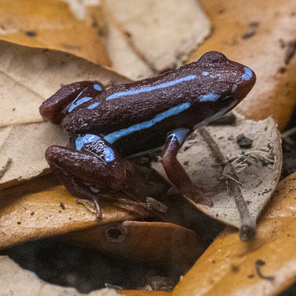 Epipedobates Anthonyi Ankas image 3