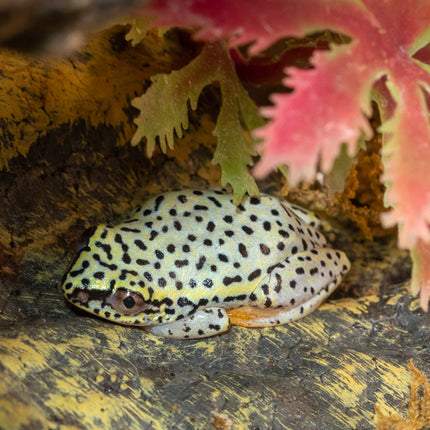 Blue Back Reed Frog image 0