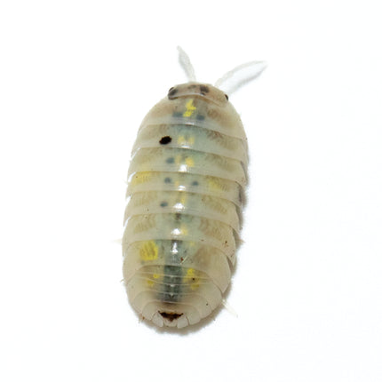 Armadillidium vulgare "Magic potion" image 0