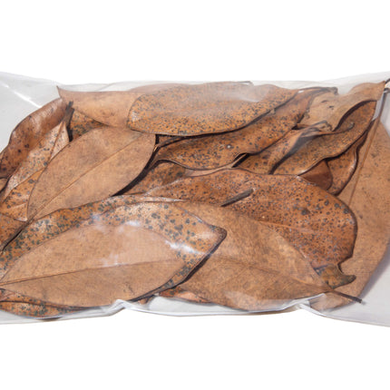 Magnolia Leaf Litter image 2
