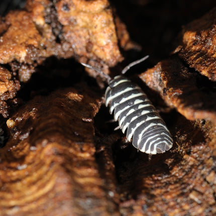 Armadillidium maculatum "Zebra" Isopods image 4
