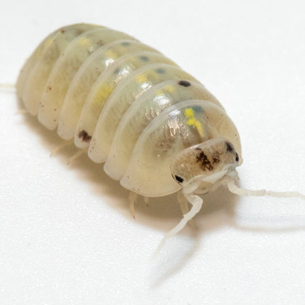 Armadillidium vulgare "Magic potion" image 6