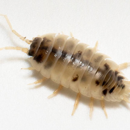 Dairy Cow Isopods image 4