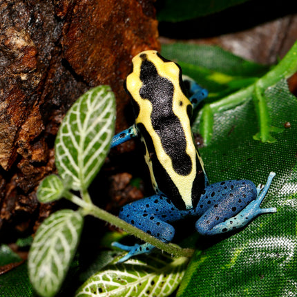 Dendrobates tinctorius 'Patricia' image 0